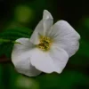 PÉPINIÈRES NAUDET - Fausse corète (rhodotypos scandens)