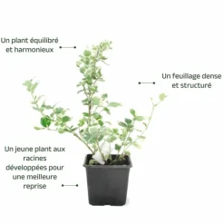 PÉPINIÈRES NAUDET - Fusain de fortune 'emerald gold' (euonymus fortunei 'emerald'n gold')