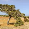 PÉPINIÈRES NAUDET - Genévrier de phénicie (juniperus 'phoenica') - godet - taille 13/25cm
