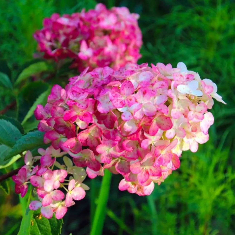 PÉPINIÈRES NAUDET - Hortensia paniculé fraise melba® 'renba' (hydrangea paniculata)
