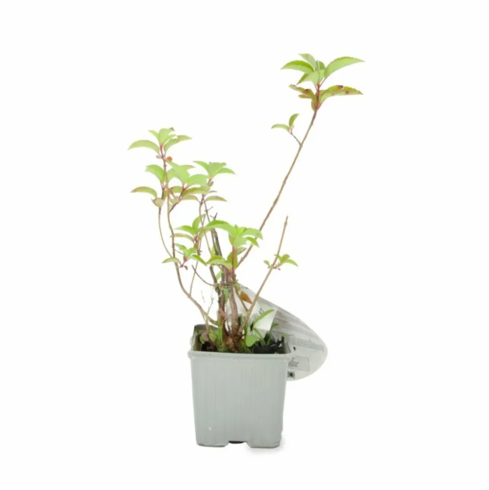 PÉPINIÈRES NAUDET - Hortensia paniculé fraise melba® 'renba' (hydrangea paniculata)