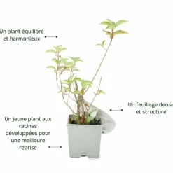 PÉPINIÈRES NAUDET - Hortensia paniculé fraise melba® 'renba' (hydrangea paniculata)