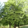 PÉPINIÈRES NAUDET - If commun (taxus baccata) - godet - taille 13/25cm