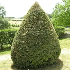 PÉPINIÈRES NAUDET - If commun (taxus baccata) - godet - taille 13/25cm