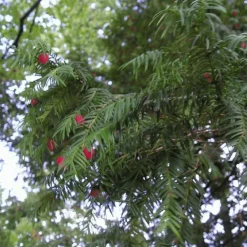 PÉPINIÈRES NAUDET - If commun (taxus baccata) - godet - taille 13/25cm