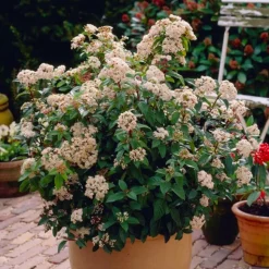 PÉPINIÈRES NAUDET - Laurier tin (viburnum 'tinus')