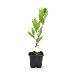 PÉPINIÈRES NAUDET - Laurier sauce (laurus nobilis)