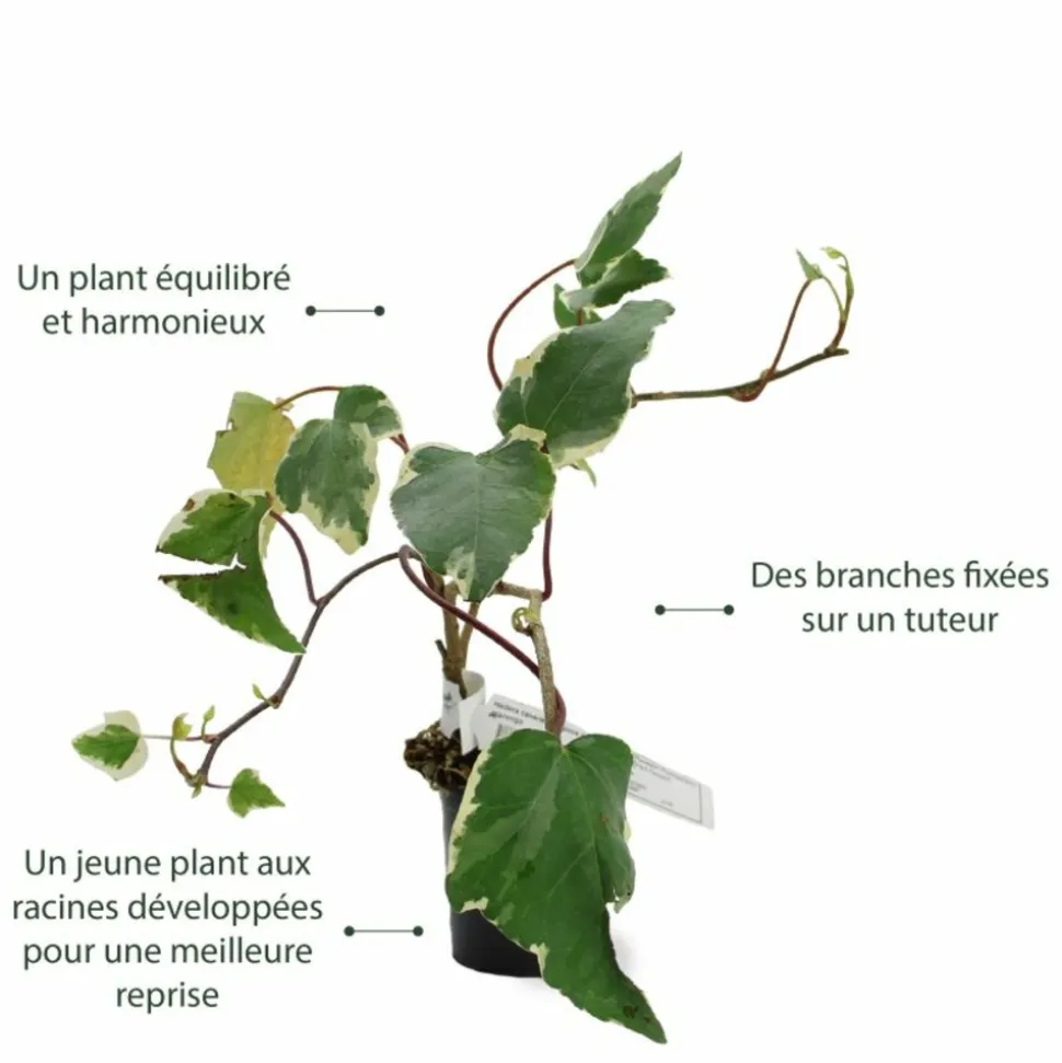 PÉPINIÈRES NAUDET - Lierre des canaries 'gloire de marengo'