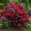 PÉPINIÈRES NAUDET - Loropétale de chine 'ever red' (loropetalum chinense 'ever red')