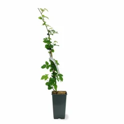 PÉPINIÈRES NAUDET - Mûre 'triple crown' (rubus fruticosus 'triple crown')