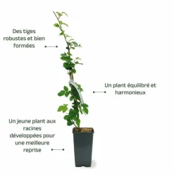 PÉPINIÈRES NAUDET - Mûre 'triple crown' (rubus fruticosus 'triple crown')