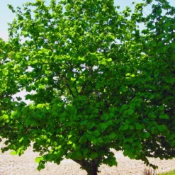 PÉPINIÈRES NAUDET - Noisetier commun ou coudrier (corylus avellana)