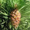PÉPINIÈRES NAUDET - Pin à crochets (pinus uncinata) - godet - taille 13/25cm
