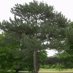 PÉPINIÈRES NAUDET - Pin laricio de corse (pinus nigra corsicana) - godet - taille 20/40cm