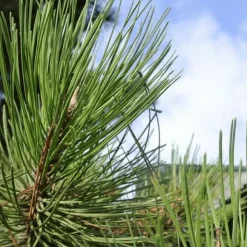PÉPINIÈRES NAUDET - Pin sylvestre (pinus sylvestris) - godet - taille 13/25cm