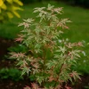 PÉPINIÈRES NAUDET - Érable du japon 'butterfly' (acer palmatum 'butterfly')