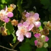 PÉPINIÈRES NAUDET - Ronce commune sans épine (rubus fruticosus inermis)