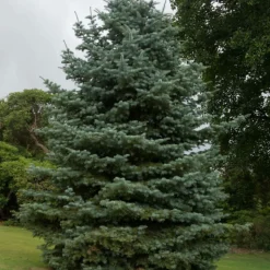 PÉPINIÈRES NAUDET - Sapin du colorado (abies concolor) - godet - taille 10cm