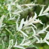 PÉPINIÈRES NAUDET - Saule crevette 'hakuro-nishiki' (salix integra 'hakuro-nishiki')