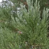 PÉPINIÈRES NAUDET - Séquoia géant (sequoiadendron gigantea) - godet - taille 10cm