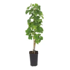 PÉPINIÈRES NAUDET - Vigne 'muscat d'alexandrie' (vitis vinifera 'muscat d'alexandrie')