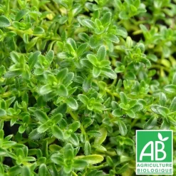 PÉPINIÈRES TRAVERS - Thym serpolet serpyllum blanc bio/thymus serpyllum var. Albus[-]lot de 5 godets