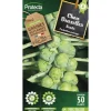 PROTECTA - Graines paysannes - chou de bruxelles sanda