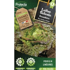 PROTECTA - Graines paysannes - laitue batavia rouge grenobloise