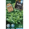 PROTECTA - Graines paysannes - menthe verte