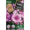 PROTECTA - Graines paysannes - lavatère à grande fleur