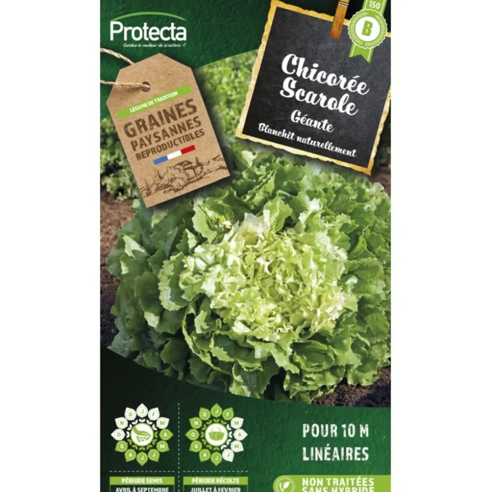 PROTECTA - Graines paysannes - chicorée scarole géante maraichère
