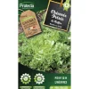 PROTECTA - Graines paysannes - chicorée frisée de ruffec