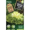 PROTECTA - Graines paysannes - chicorée scarole blonde à cœur plein