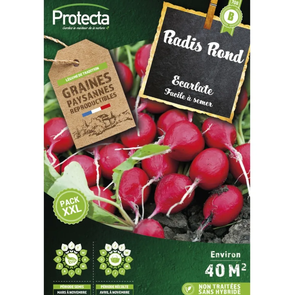 PROTECTA - Graines paysannes - radis rond écarlate xxl