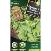PROTECTA - Graines paysannes - chicorée améliorée blonde