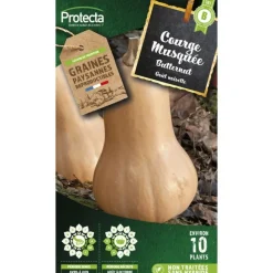 PROTECTA - Graines paysannes - courge musquée butternut