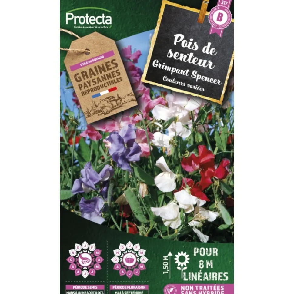 PROTECTA - Graines paysannes - pois de senteur grimpant spencer