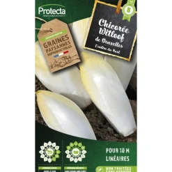 PROTECTA - Graines paysannes - chicorée endive de bruxelles