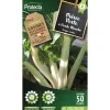 PROTECTA - Graines paysannes - poirée verte à carde blanche 3