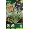 PROTECTA - Graines paysannes - cardon plein blanc inerme