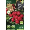 PROTECTA - Graines paysannes - radis rond rouge saxa bio