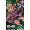 PROTECTA - Graines paysannes - oeillet de poéte en mélange