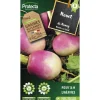 PROTECTA - Graines paysannes - navet de nancy à feuille entière