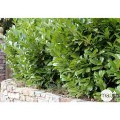 Prunus laurocerasus ' Rotundifolia ' : H 80/100 cm ctr 5 litres