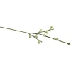 RAYHER - Branche de fruits d'eucalyptus