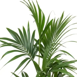 RECONCILIATION VEGETALE - Palmier kentia d'intérieur d19 h120cm avec cache-pot