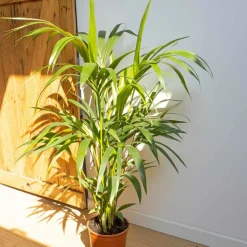 RECONCILIATION VEGETALE - Palmier kentia d'intérieur d19 h120cm avec cache-pot