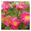 Rosier arbuste rose vif francois joyaux® evegaltane