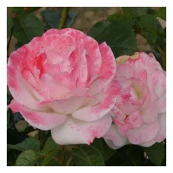 Rosier buisson blanc irene dresel® evespisel