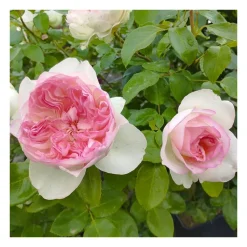 Rosier buisson rosé blanc julien clerc® evedenard
